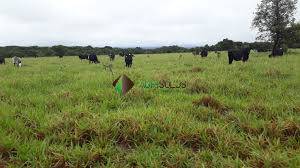 Terreno, 2 hectares - Foto 2