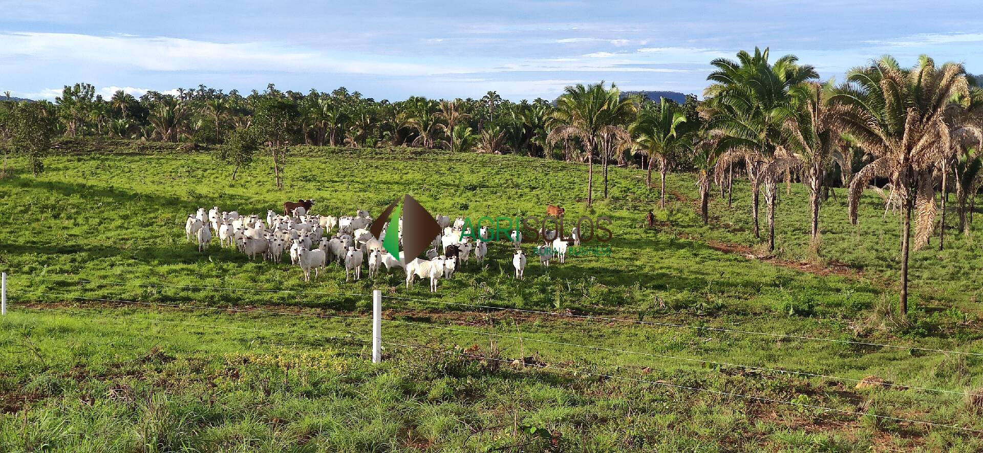 Terreno, 67 hectares - Foto 17