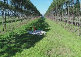 Terreno, 2 hectares - Foto 3